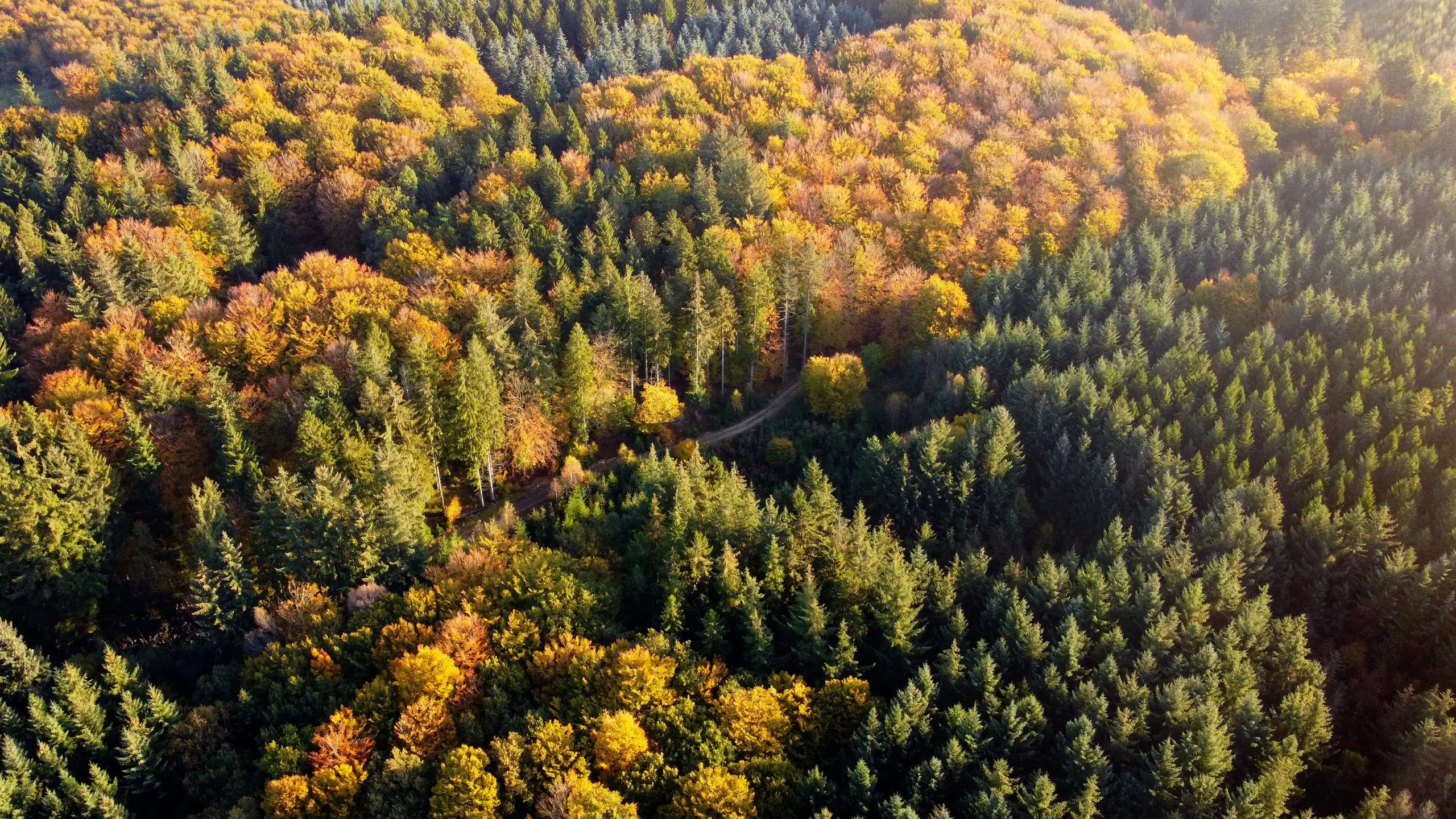 Blandet, dyrket skov i efterårsfarver