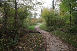 Skovejere har et ansvar for at holde opsyn med risikotræer omkring befærdede veje og stier