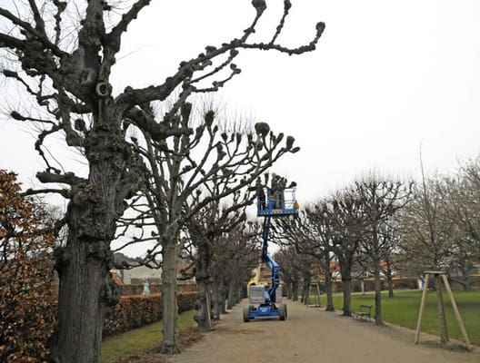 Danmarks ældste nulevende allé: `Husalléen´ ved Rosenborg Slot, plantet 1664. Lind. Enkelte træer er gået ud, men ellers er alléen sund. På billedet udføres en såkaldt knudebeskæring. 