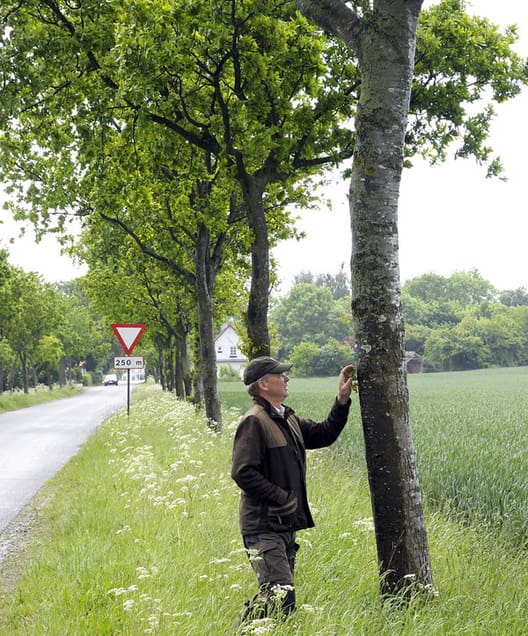 Skovfoged Jens Rasmussen ved vejtræer af eg i Sydsjælland. Det ses, at der er fint opstammet til omkring 4 meter. Og at eg i øvrigt er et relativt lyst træ.