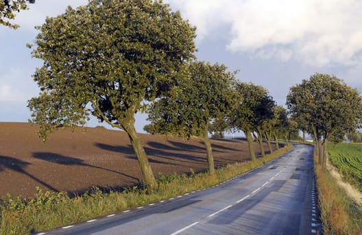 Gamle vejtræer af seljerøn. Landevej 101 i Skåne (”Vid en landsväg har jag bott”). De er seje – bøjer sig lidt efter vinden her ved Skånes sydkyst, men holder sig sunde