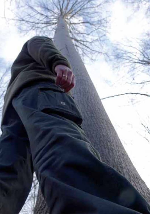 En OP42-poppel i Frejlev skov. Skovfoged Jens Rasmussen vurderer, at den er lige godt over 30 meter høj.