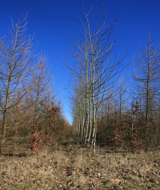 Den første etape af skovrejsningen blev etableret i 2010. Træerne i den unge skov er godt etableret og væksten har taget fart.