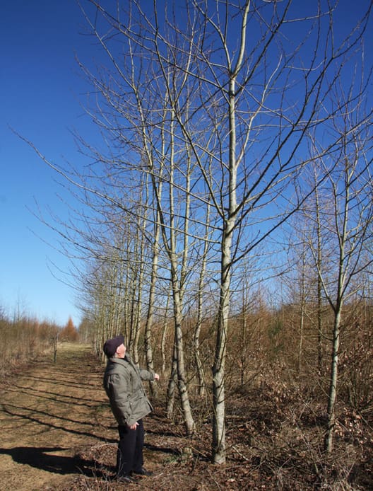 På arealet med reolpløjning er træerne mange gange større. På billedet ses den del af skoven fra 2012, som er reolpløjet. Poplerne er for alvor skudt i vejret.