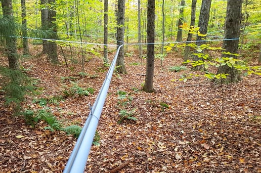 Permanent system af wirer med slangeophæng i sukkerlønbevoksning i Vermont, USA, efteråret 2017. (Foto: Kristian Gernow)
