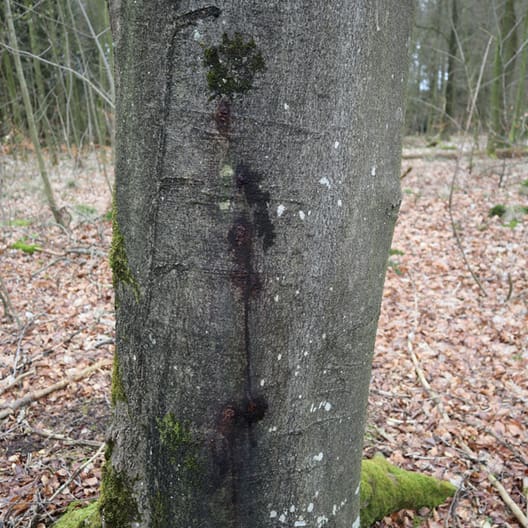 Slimflåd ses som mørke aftegninger på stammerne af stressede bøge. Andre løvtræer kan også få sygdommen.