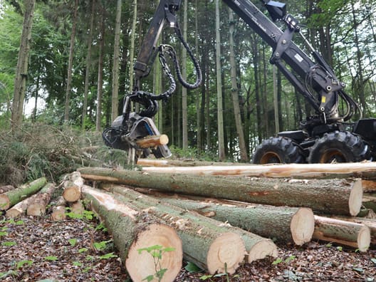 Fagfolk peger på, at dyrket skov leverer en række fordele frem for urørt skov. Foto: Jens Mathiasen.