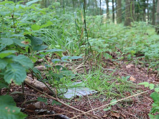 I skovbunden ligger små diskrete stenplader, som markerer urnerne
