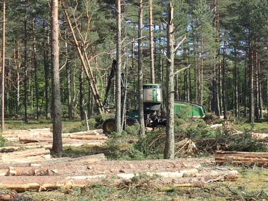 I skoven på den estiske ø Saaremaare blev der udført afdrift af en skovfyr-bevoksning på cirka 65 år. 