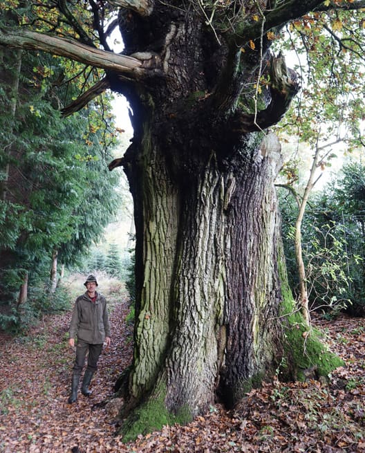 Kuppelegen er et fredet gigantisk egetræ i skoven. Det er over 500 år gammelt. En ugle har i årevis værdsat kvaliteten af det bæredygtige træbyggeri. Uglen har boet i træet lige så længe, Steen Skieller kan huske.