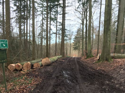 Skovningsprojekter bliver forsinkede af vådt føre i skovene