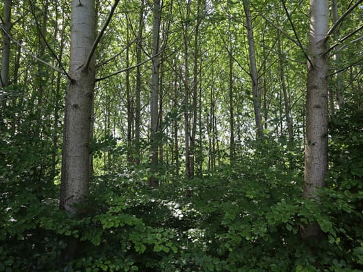 Poppel på cirka 20 år med  underskov af bøg. Det er nu  også muligt at indplante op til  400 planter pr. hektar af en  anden træart af end poppel.  Foto: Jens Mathiesen