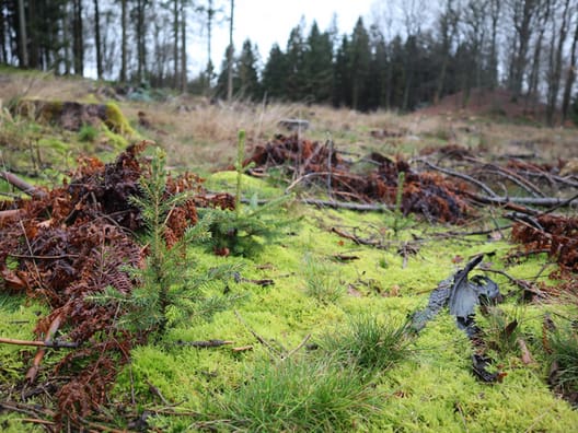 Skovejer lægger  40 hektar skov urørt 