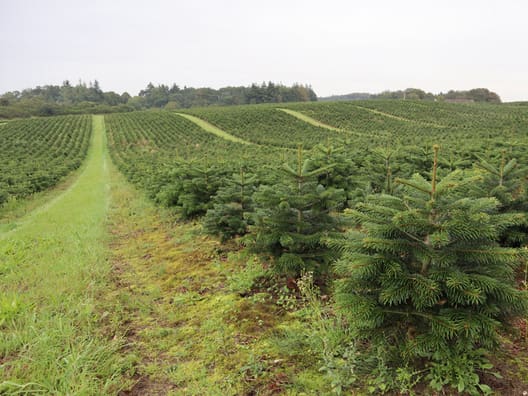 Forbrugerne vil fortsat  investere i danske kvalitetstræer,  lyder vurderingen. Foto: Jens Mathiasen