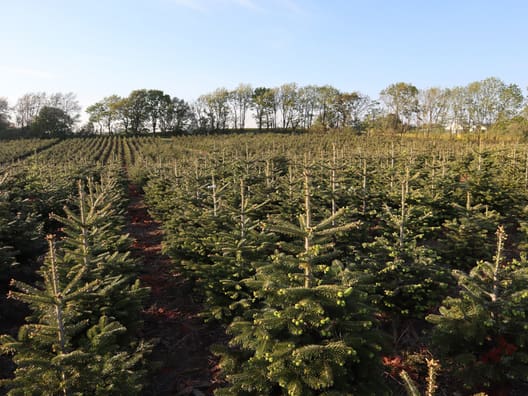 Udbuddet af juletræer vil falde. Det vil  få markedet til at rette sig i løbet af de  kommende år, vurderer skovfogeden .  Foto: Jens Mathiasen
