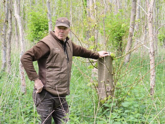 Skovfoged Jens Rasmussen har lavet forsøg med at skære de underplantede lindetræer ned til cirka halvanden meters højde for at undgå, at dåvildtet gnaver dem. Lindetræerne er underplantet i egeafdelingerne, men de var blevet så store, at de trykkede egene 