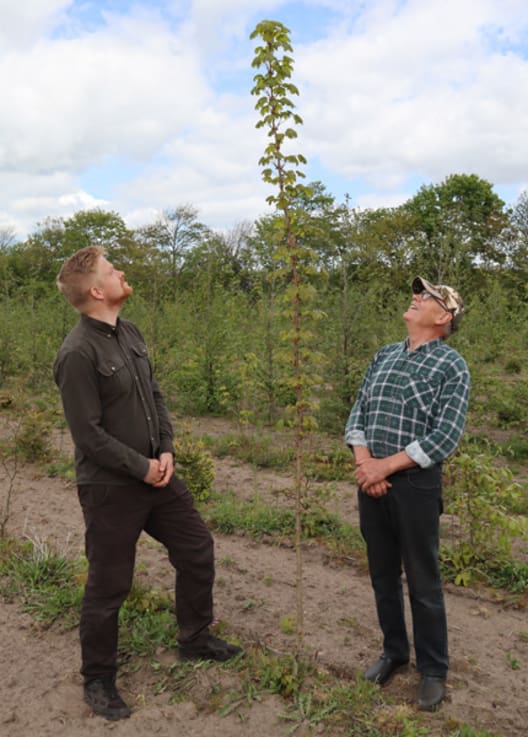 Skovrejsningen har etableret sig særdeles godt, selvom træerne blev plantet lige før tørken i 2018. Hurtigvoksende træarter er allerede langt over mandshøjde. Til venstre ses Jan Christensen, der er skovfoged ved Skovdyrkerne Vestjylland. Til højre er det 
