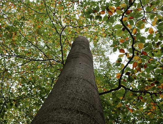 Skovdyrkerne nr 69 Efteråret er oplagt til skovning af løvtræ