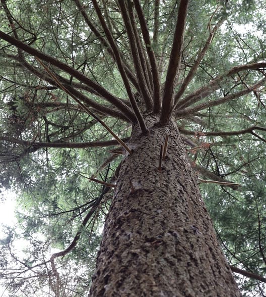 Toppen på douglastræet har været knækket, og det er derfor ’kun’ omkring 26 meter højt.