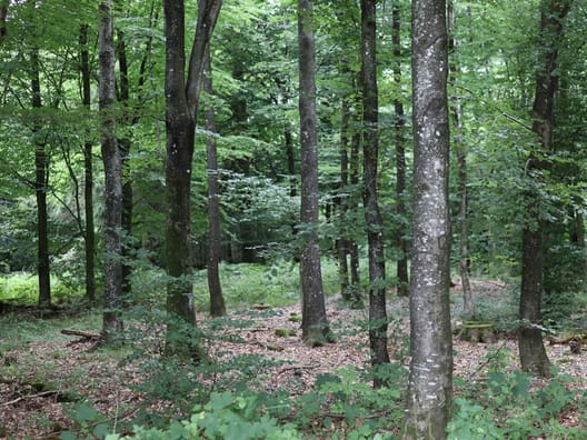 Skoven består af blandet løv og nål. Bøgebevoksningen er sået med hollandske frø, som den tidligere skovfoged Ravn importerede.