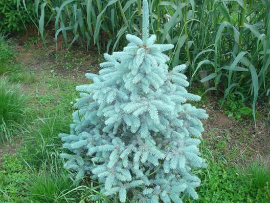 Der var blandt andet besøg hos en producent af juletræer. Rumænerne kan producere pæne blågran, som juletræer. 