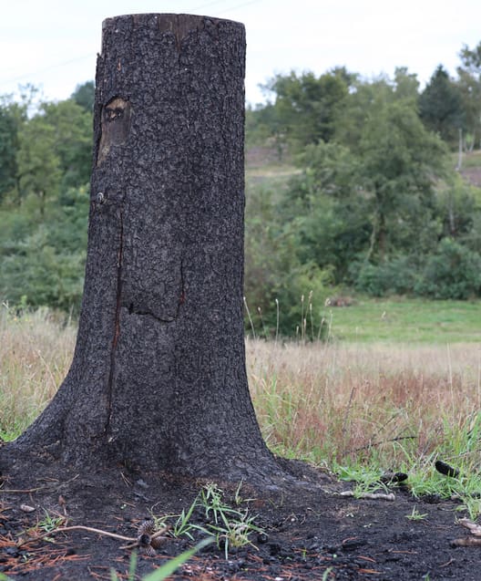 En afbrændt stub er med til at tiltrække nye arter og kan dermed være med til at øge biodiversiteten på ejendommen. 