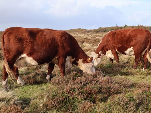 Naturplejen af heden foregår blandt andet med hereford-kvæg