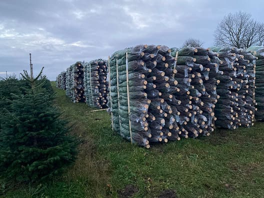 Der var noget nær perfekte forhold til oparbejdning af juletræer i sæson 2020. Foto: Casper Pleidrup.