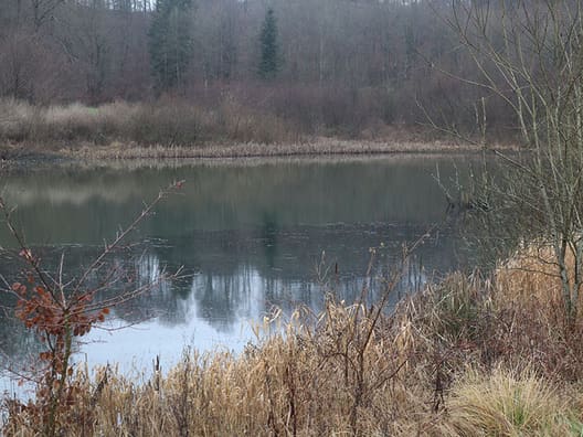Kristen Mikél Jensen har anlagt flere søer på de lave arealer i skoven. 