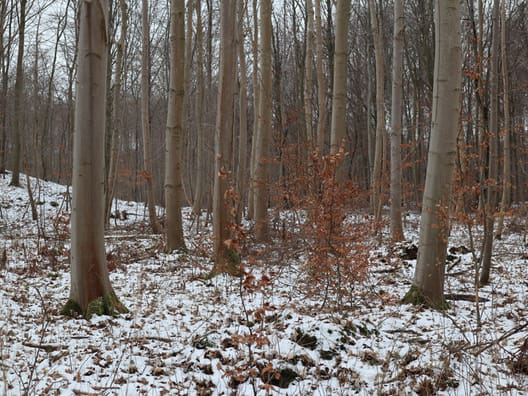 Parcelskoven er domineret af bøgebevoksninger, som drives med plukhugst og selvforyngelse. Ær er indplantet i flere afdelinger