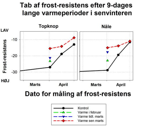Figur 7. Forringelse af frost-resistens i topknop og nåle på nobilis som følge af 9 dages varmeperiode i henholdsvis midtfebruar, primo marts og ultimo marts. Y-aksen viser LT50, som er den temperatur, der giver 50 procents dødelighed i en frost-test. Effe