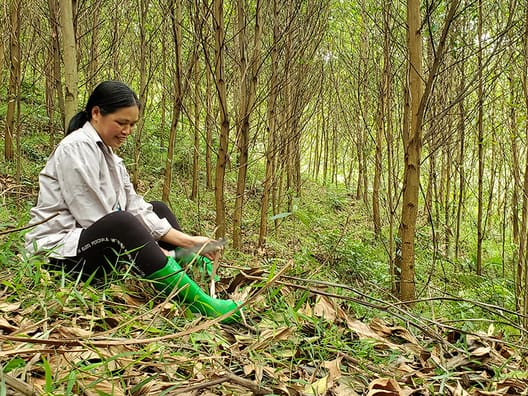 I Hoa Binh-provinsen bor familien Thien. De lever af deres seks hektar med bambus, akacie og sukkerrør. Før var sukkerrør den største afgrøde. Men nu hvor de er blevet en del af Grow For It-projektet, har de omlagt 1,3 hektar til akacie