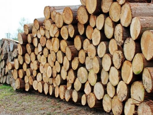 Paulownia er en ny træart i Danmark, som leverer meget stor tilvækst. Efter første høst, skyder de op igen, og kan høstes hvert syvende år. Stammerne på billedet er syv år gamle.