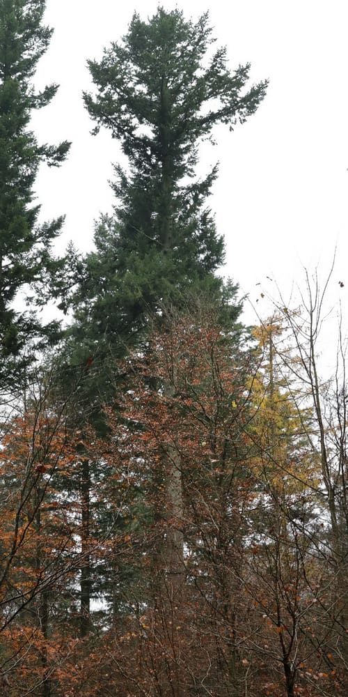 Danmarks højeste træ er en douglas ved Silkeborg. Her er træet fotograferet en diset dag i november 2017. Foto: Hans Erik Lund
