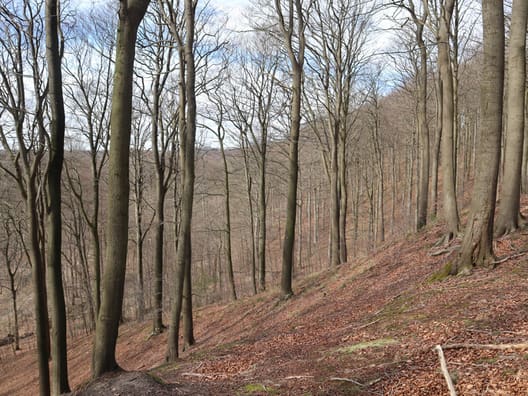 Kollund Skov har store arealer med gammel bøgeskov, som står på de høje skrænter.