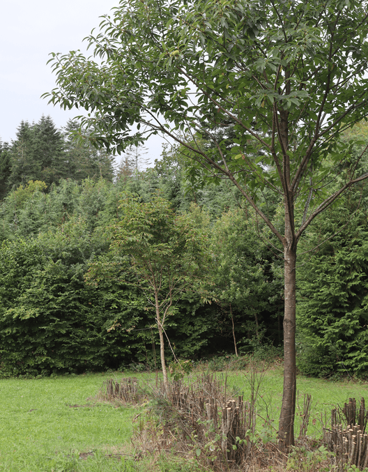 På billedet ses et område i skoven, som Bendt A. Sloth har lysnet op, og hvor der nu er plantet solitær ægte kastanje. Tidligere var der højstammet nåleskov, som væltede i stormen i 2005.