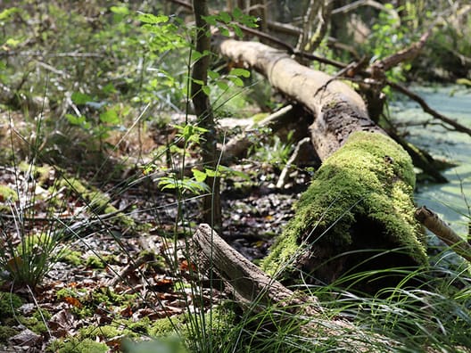 Urørt skov er et blandt flere værktøjer, mener Palle Madsen, som advarer imod, at vi omlægger store arealer og satser ensidigt på urørt skov. 