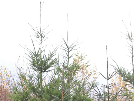 Douglas trives særdeles godt på lokaliteten – og de unge træers tilvækst overgår sitka. På billedet er der douglas i baggrunden og de mindre i forgrunden er sitka. Træerne har stået 7-8 sæsoner. 