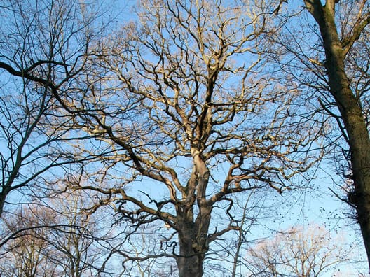 På Vemmetofte står et stort flot egetræ, der har fået navnet Linjeskibs-egen. Det er en anelse tykkere end Lord Nelson-egen.