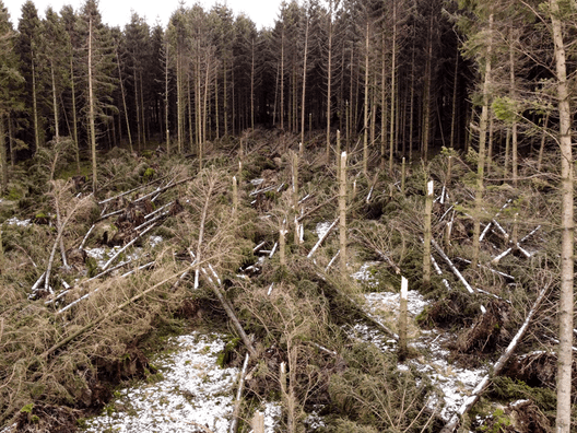 Omkring en halv hektar er væltet i fladefald i Boskov. Derudover er der yderligere spredt stormfald i den øvrige del af skoven. 