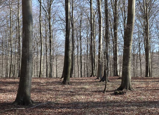 Træ & Møbelindustrien arbejder for, at man fra politisk side fremmer certificering af danske private skove ved at give tilskud til grønne driftsplaner.