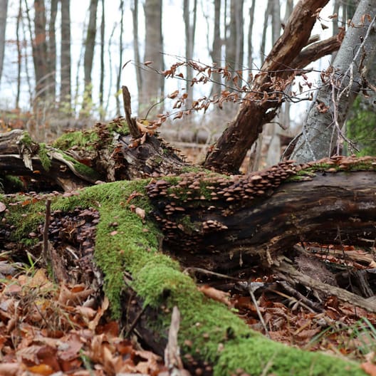 Der er nyt fokus på urørt skov i de nye Natura 2000-planer. Arkivfoto