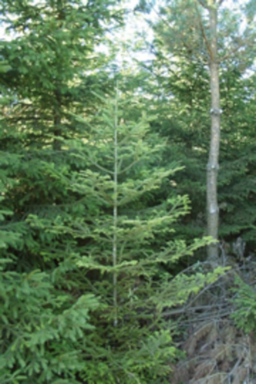 Opstamning af hjælpetræ (skovfyr)