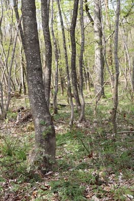 Ahorn selvsår sig villigt på flere arealer i skoven, hvor den står side om side med bøg. Men kvaliteten skal være god, og det skal helst stå på høj, veldrænet jord. Her er kvaliteten for dårlig og skovfogedens anbefaling er at rydde det.