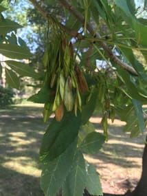 Askens frø kan ofte ses på træerne længe efter bladene er faldet til jorden