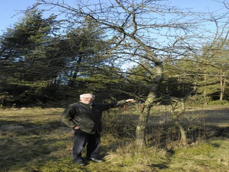 Forhenværende skovrider Bo Holst Jørgensen ved et ca. 15-årigt æbletræ på Ulborg statsskovdistrikt.