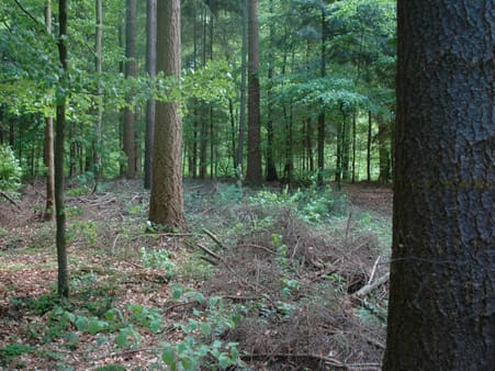 Moderne produktionsskov. Douglasgran og bøg. Flere aldersklasser. Stor værdiproduktion. Lensahn Skov.