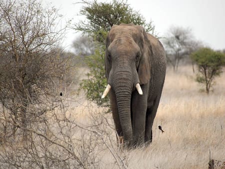 Den indiske elefant som kommende græsser i Danmark?