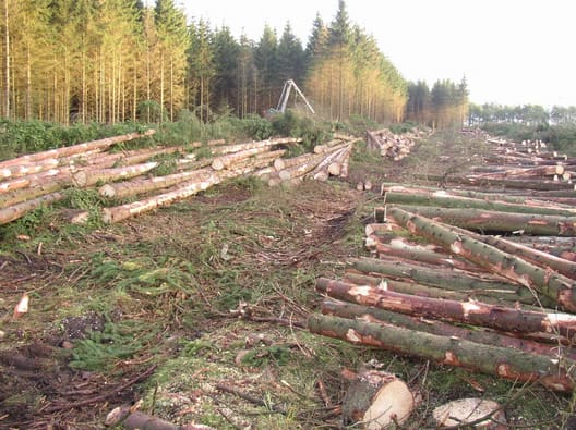 Skovning af uafkortet tømmer, afkortede effekter og aflægning til flis (Foto Chresten M. Petersen)