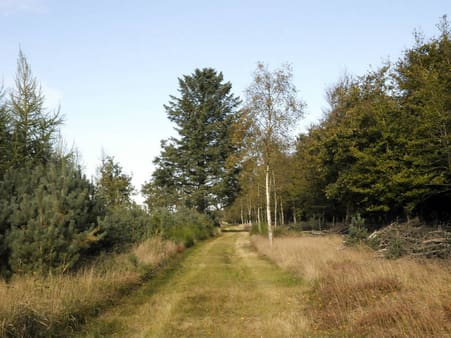 Et typisk skovbillede fra ejendommen: fra venstre lærk, skovfyr, en gammel sitkagran og til højre birk og bøg. Stabilt og kønt – og produktivt.